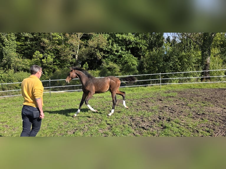 Oldenburger Springpferd Ogier Źrebak (06/2025) 135 cm Ciemnogniada in Ludwigshafen am Rhein