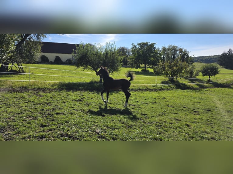 Oldenburger Springpferd Ogier Źrebak (06/2025) 135 cm Ciemnogniada in Ludwigshafen am Rhein