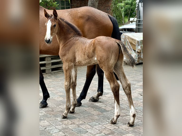 Oldenburger Springpferd Ogier Źrebak (05/2026) 170 cm Gniada in Berne
