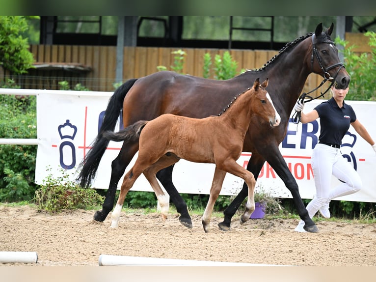 Oldenburger Springpferd Ogier Źrebak (05/2026) 170 cm Gniada in Mücke