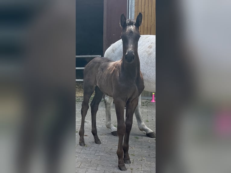 Oldenburger Springpferd Ogier Źrebak (05/2024) 170 cm Kara in Schapen