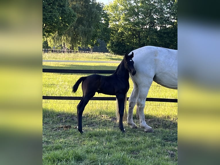 Oldenburger Springpferd Ogier  170 cm Może być siwy in Werlte
