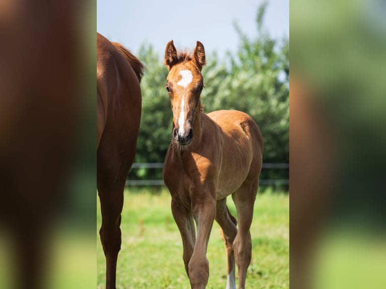 Oldenburger Springpferd Ogier Źrebak (05/2025) 172 cm Kasztanowata in Westerstede