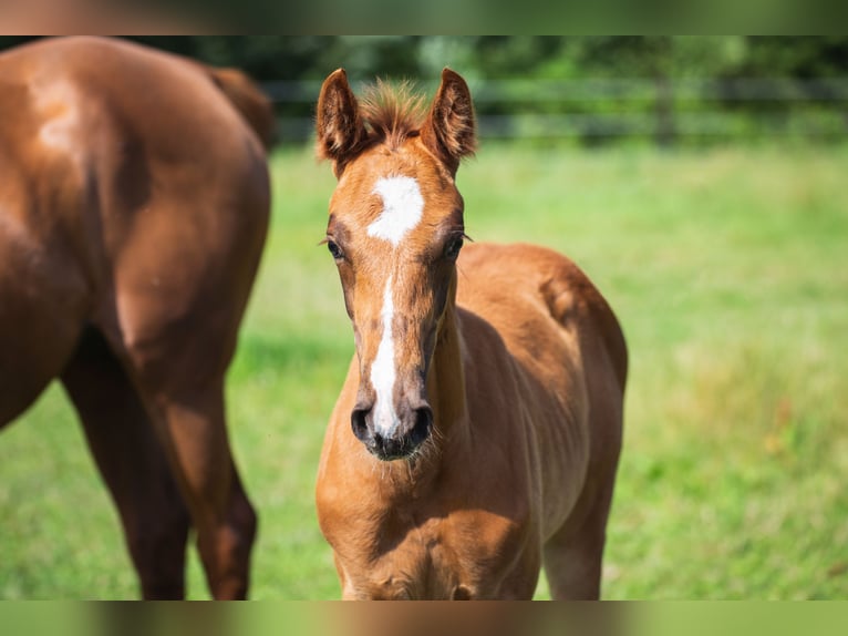 Oldenburger Springpferd Ogier Źrebak (05/2025) 172 cm Kasztanowata in Westerstede