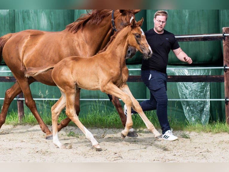 Oldenburger Springpferd Ogier Źrebak (05/2025) 172 cm Kasztanowata in Westerstede