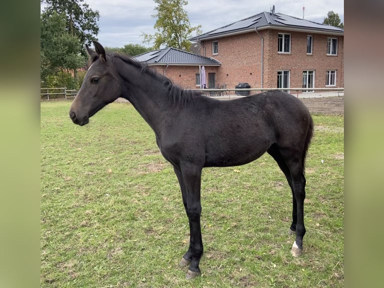 Oldenburger Springpferd Ogier Źrebak (05/2025) 172 cm Może być siwy in Peheim