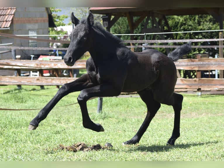 Oldenburger Springpferd Ogier  172 cm Siwa in Ronshausen