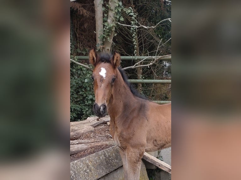 Oldenburger Springpferd Ogier  173 cm Ciemnogniada in Möckern