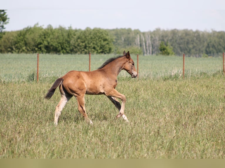 Oldenburger Springpferd Ogier  175 cm Gniada in Go&#x142;ymin- O&#x15B;rodek