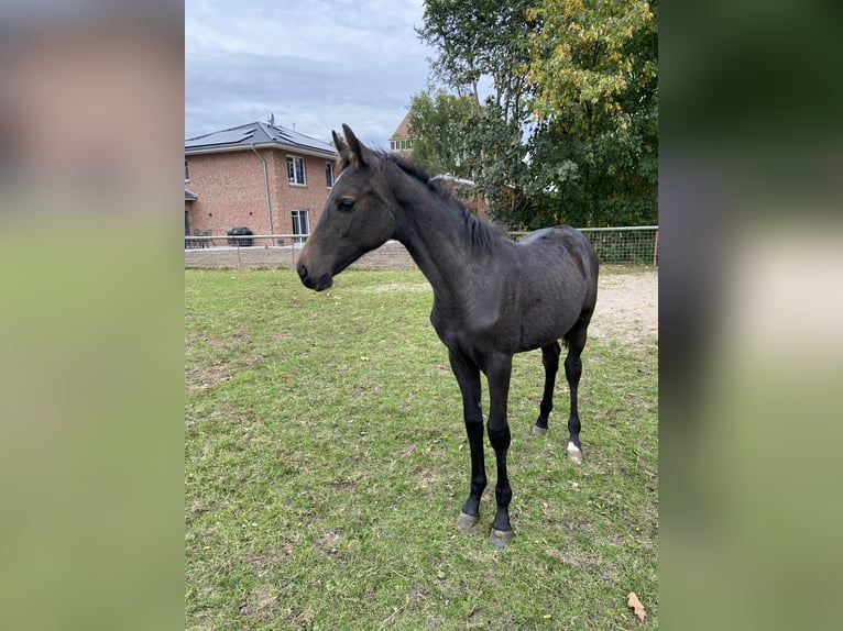Oldenburger Springpferd Ogier Źrebak (05/2025) 175 cm Może być siwy in MolbergenPeheim