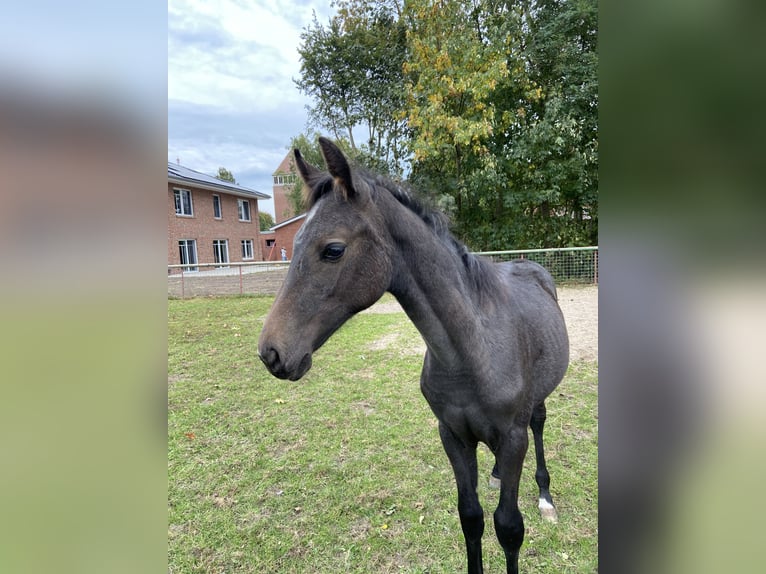 Oldenburger Springpferd Ogier Źrebak (05/2025) 175 cm Może być siwy in MolbergenPeheim