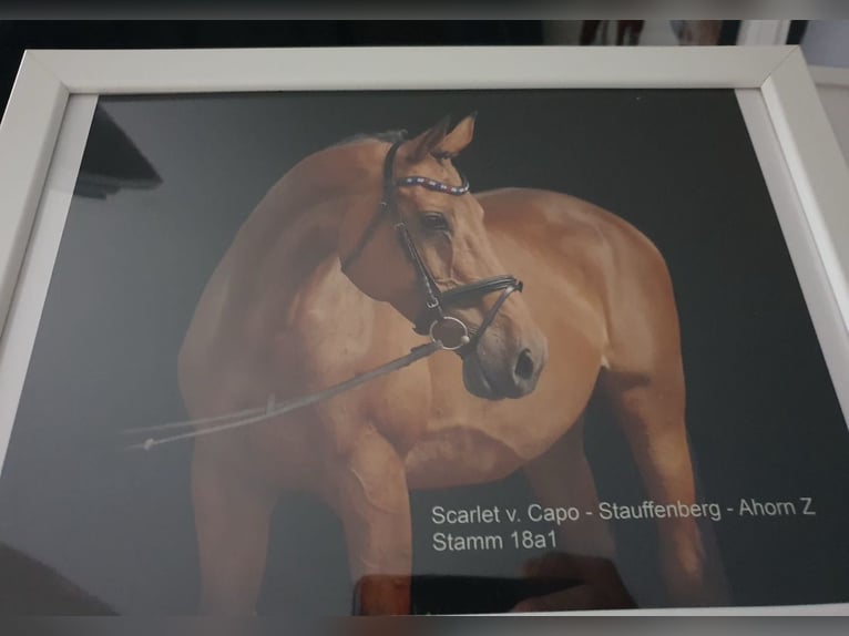 Oldenburger Springpferd Ogier  Ciemnogniada in M&#xFC;nstermaifeldM&#xFC;nstermaifeld