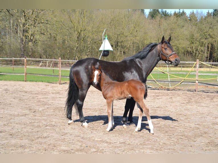 Oldenburger Springpferd Ogier  Ciemnogniada in Molbergen