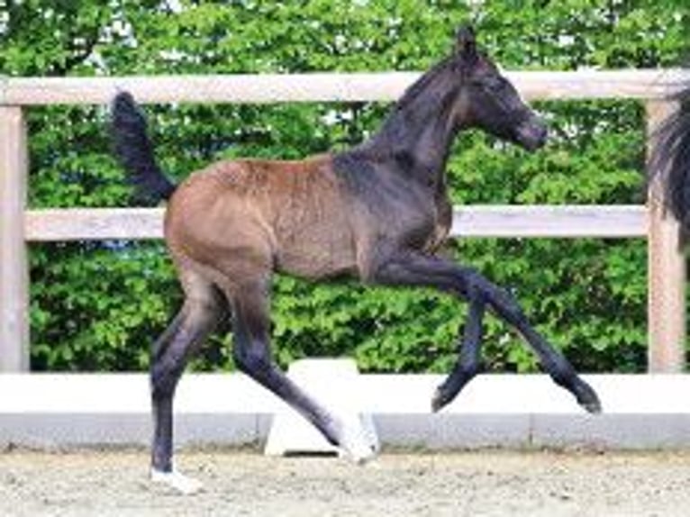 Oldenburger Springpferd Ogier Źrebak (03/2026) Ciemnogniada in Vechta
