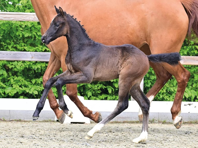 Oldenburger Springpferd Ogier Źrebak (04/2026) Formy Brown Falb in Vechta