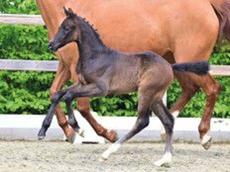 Oldenburger Springpferd Ogier Źrebak (04/2026) Formy Brown Falb in Vechta