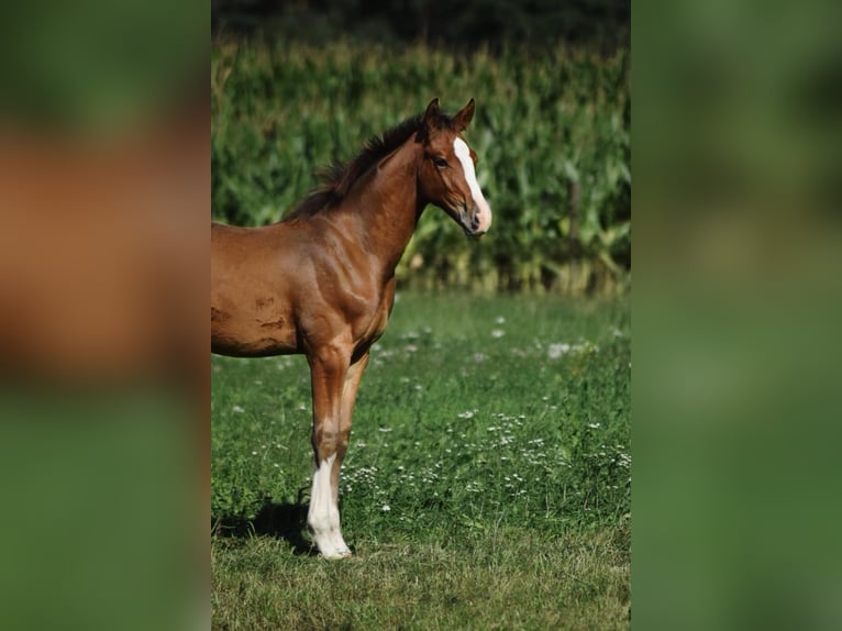 Oldenburger Springpferd Ogier Źrebak (04/2025) Gniada in Kirchdorf
