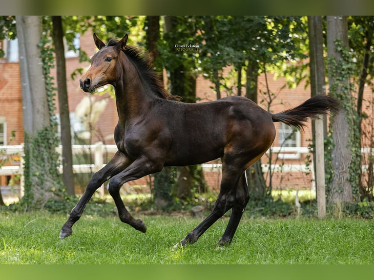 Oldenburger Springpferd Ogier Źrebak (05/2025) Gniada in Bersenbr&#xFC;ck