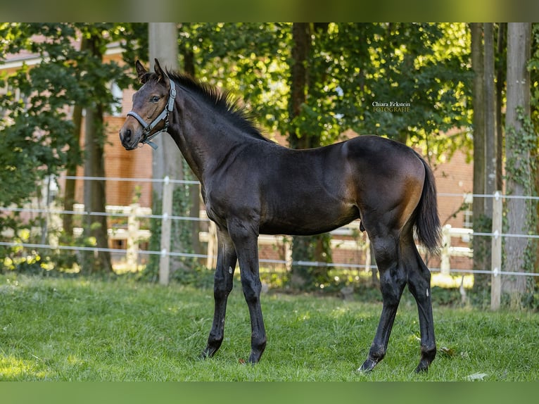 Oldenburger Springpferd Ogier Źrebak (05/2025) Gniada in Bersenbr&#xFC;ck