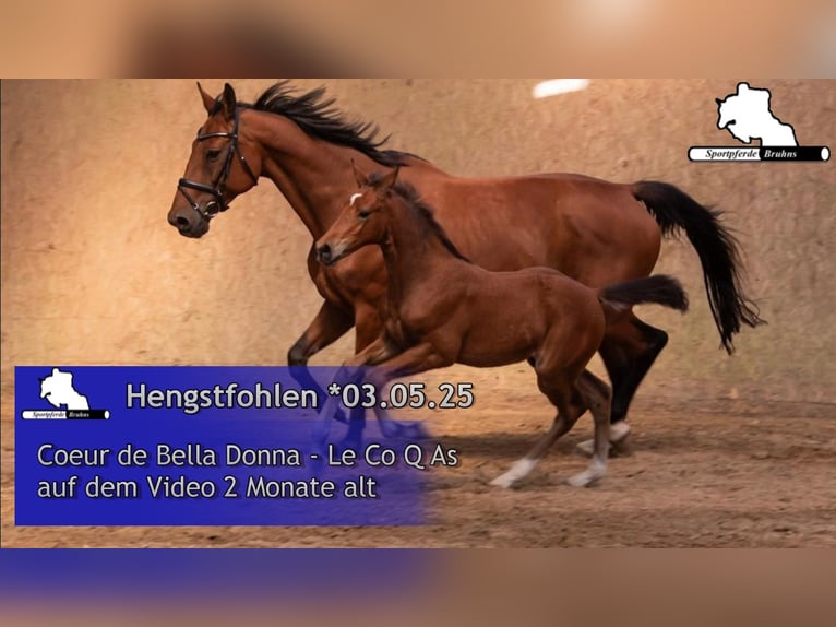 Oldenburger Springpferd Ogier  Gniada in Seetz