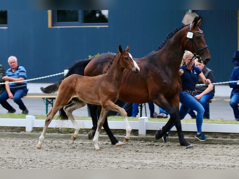Oldenburger Springpferd Ogier  Gniada in Edewecht