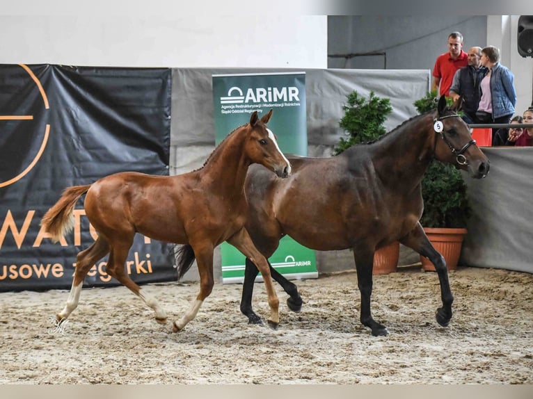 Oldenburger Springpferd Ogier Źrebak (04/2025) Kasztanowata in Jasienica Dolna