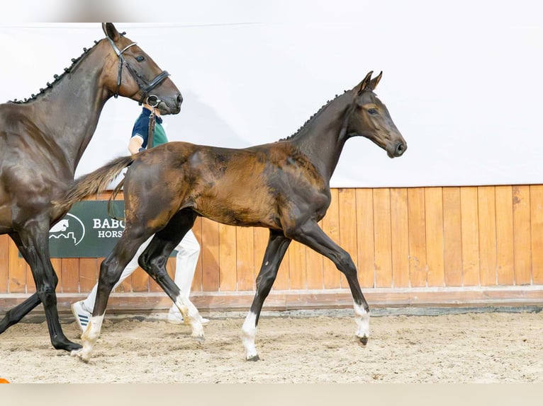 Oldenburger Springpferd Ogier Źrebak (04/2025) in Babor&#xF3;wko
