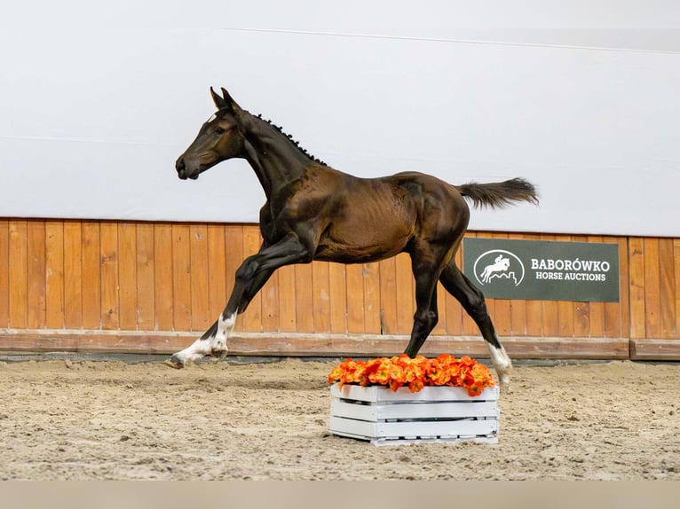 Oldenburger Springpferd Ogier Źrebak (04/2025) in Babor&#xF3;wko