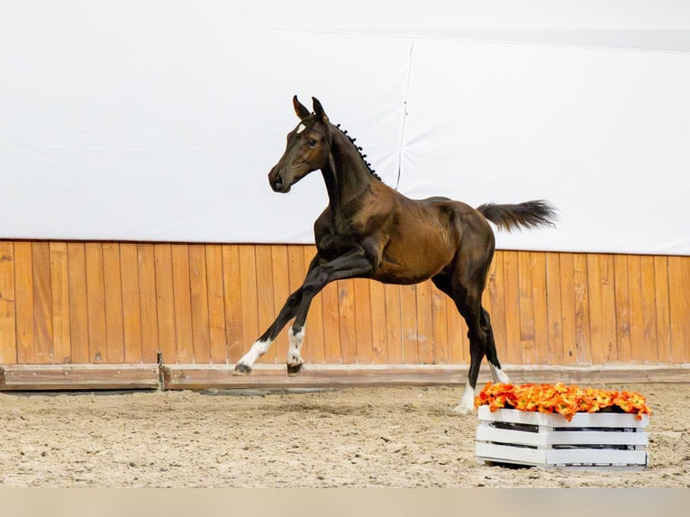 Oldenburger Springpferd Ogier Źrebak (04/2025) in Babor&#xF3;wko