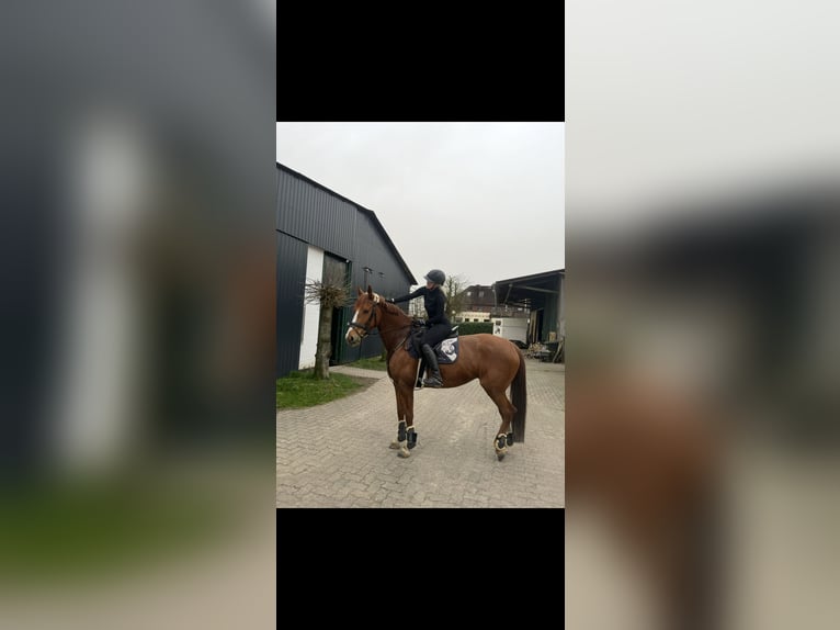Oldenburger Springpferd Stute 10 Jahre 160 cm Fuchs in Sottrum