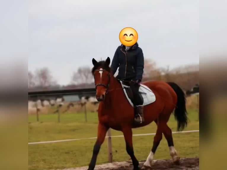 Oldenburger Springpferd Stute 10 Jahre 162 cm Brauner in Mittelstenahe/Nordahn