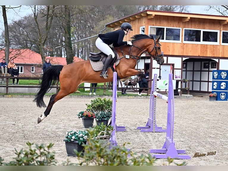 Oldenburger Springpferd Stute 10 Jahre 163 cm Brauner in Bad Zwischenahn