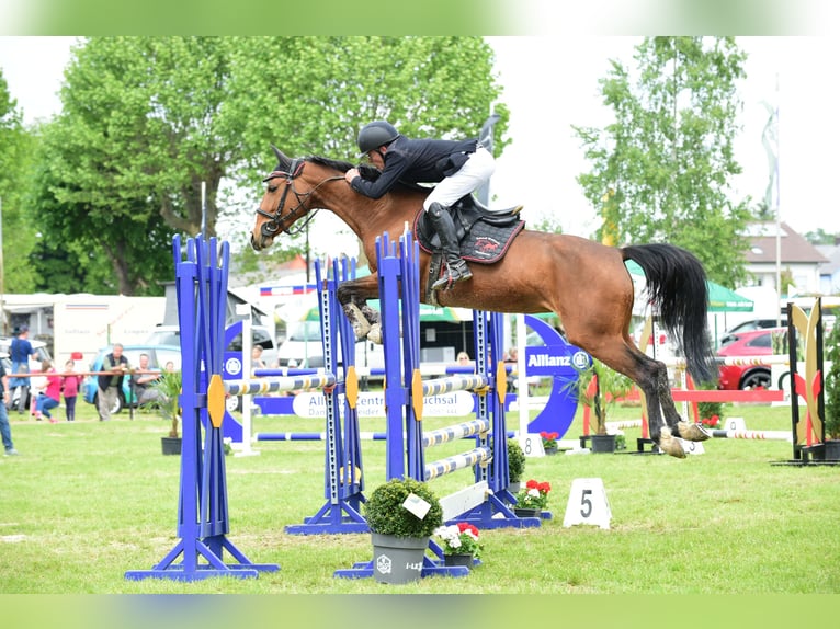 Oldenburger Springpferd Stute 10 Jahre 163 cm Hellbrauner in Wurmberg