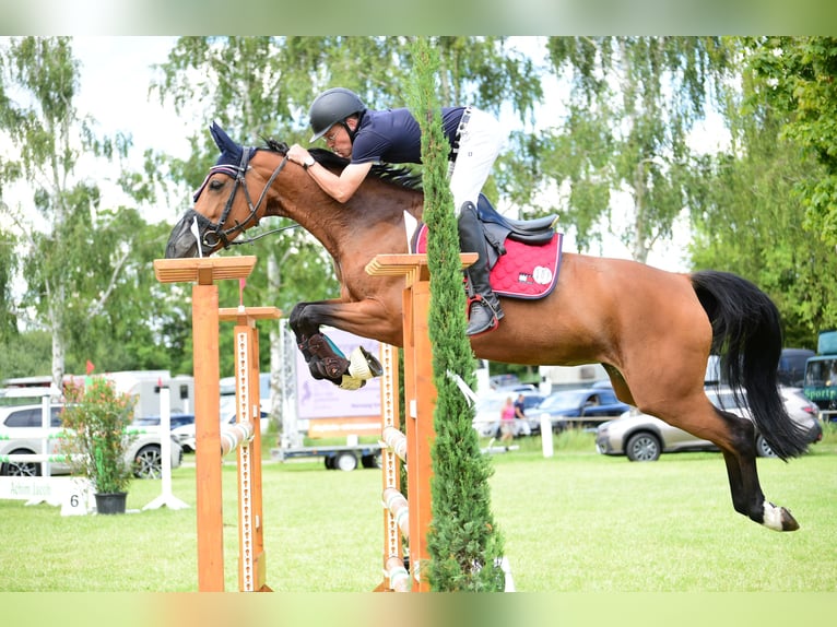Oldenburger Springpferd Stute 10 Jahre 163 cm Hellbrauner in Wurmberg