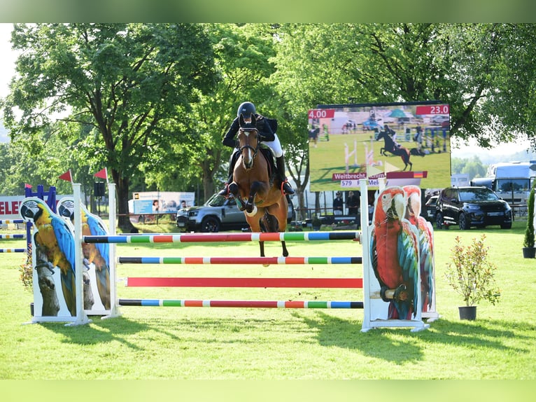 Oldenburger Springpferd Stute 10 Jahre 163 cm Hellbrauner in Wurmberg