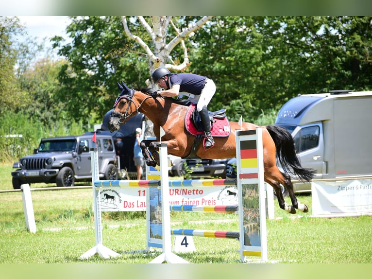 Oldenburger Springpferd Stute 10 Jahre 163 cm Hellbrauner in Wurmberg