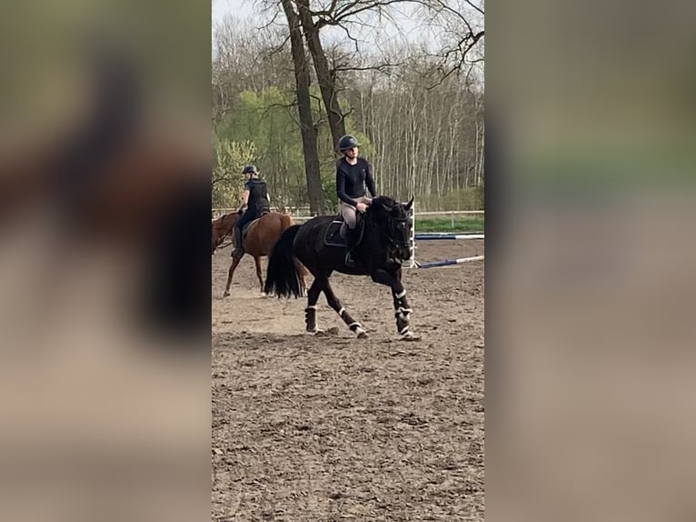 Oldenburger Springpferd Stute 10 Jahre 163 cm Schwarzbrauner in Neustadt(dosse)