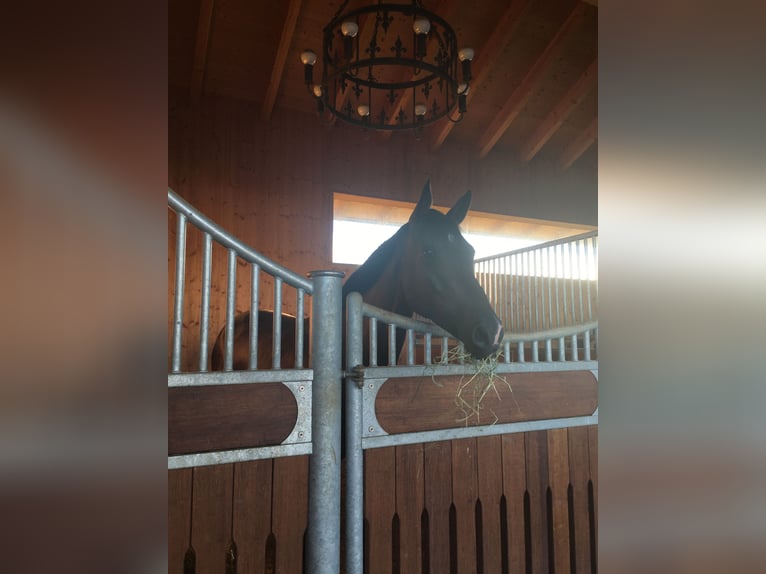 Oldenburger Springpferd Stute 10 Jahre 165 cm Dunkelbrauner in Maisach