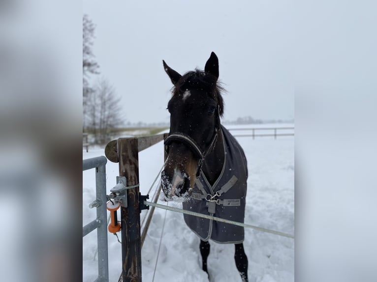 Oldenburger Springpferd Stute 10 Jahre 165 cm Dunkelbrauner in Maisach