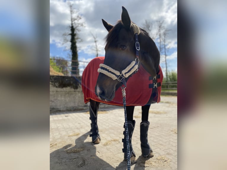 Oldenburger Springpferd Stute 10 Jahre 165 cm Dunkelbrauner in Maisach