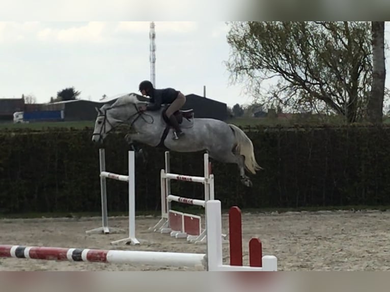 Oldenburger Springpferd Stute 10 Jahre 165 cm Schimmel in Engelschoff