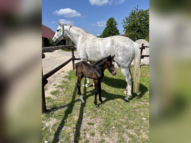 Oldenburger Springpferd Stute 10 Jahre 165 cm Schimmel in Engelschoff