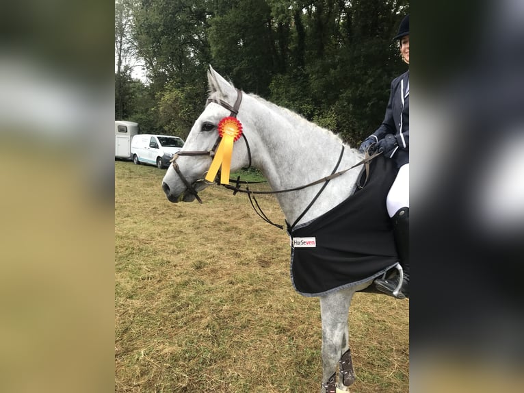 Oldenburger Springpferd Stute 10 Jahre 165 cm Schimmel in Engelschoff