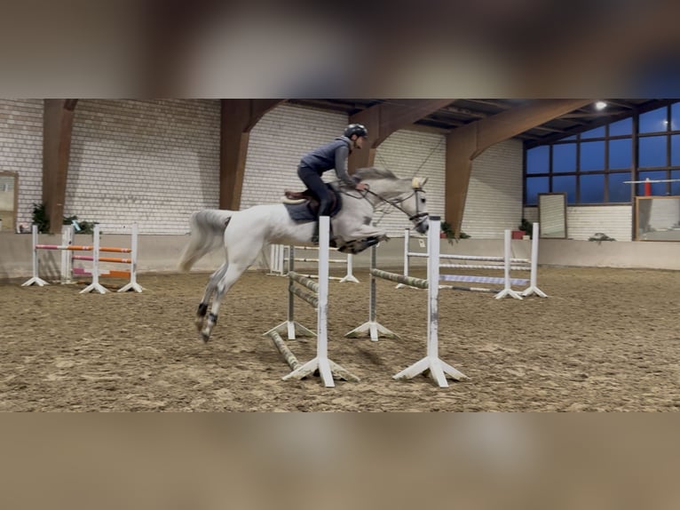 Oldenburger Springpferd Stute 10 Jahre 166 cm Fliegenschimmel in Bergkamen