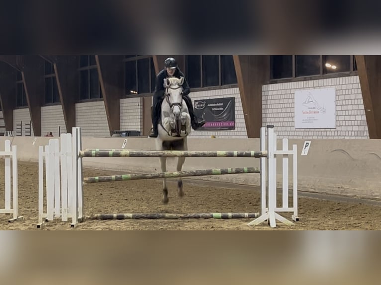 Oldenburger Springpferd Stute 10 Jahre 166 cm Schimmel in Bergkamen