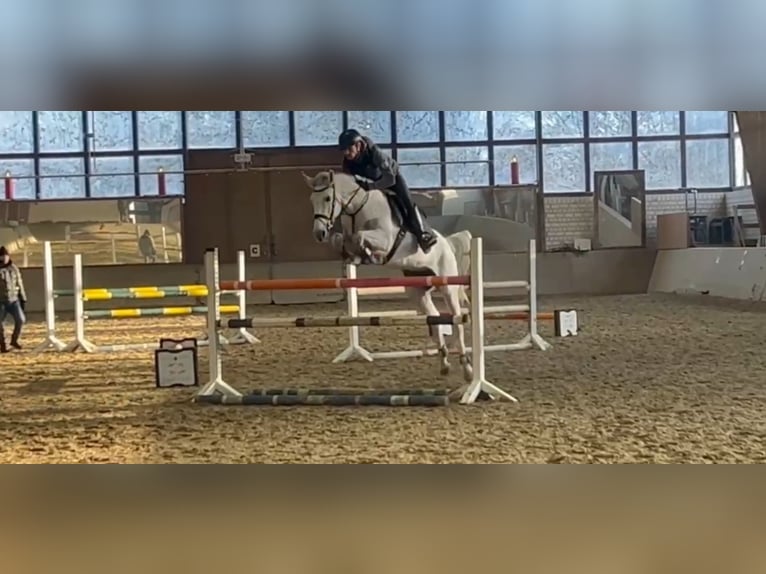 Oldenburger Springpferd Stute 10 Jahre 166 cm Schimmel in Bergkamen