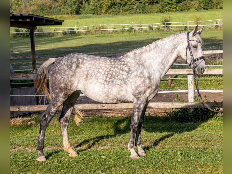 Oldenburger Springpferd Stute 10 Jahre 167 cm Apfelschimmel in Wolfsbach