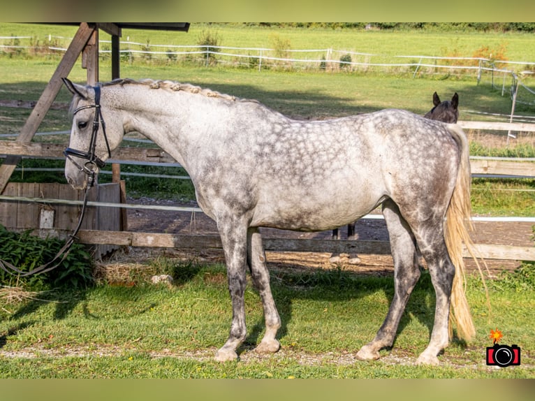 Oldenburger Springpferd Stute 10 Jahre 167 cm Apfelschimmel in Wolfsbach