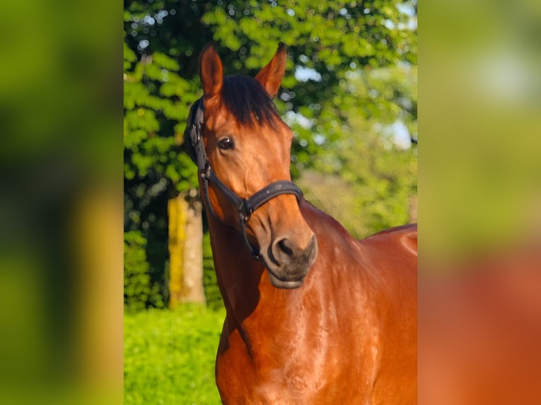 Oldenburger Springpferd Stute 10 Jahre 167 cm Brauner in Kornberg
