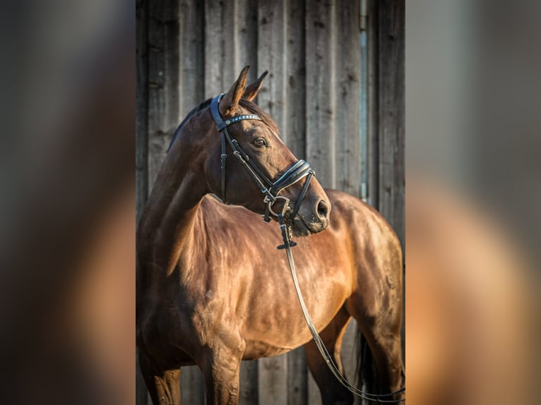 Oldenburger Springpferd Stute 10 Jahre 167 cm Brauner in Mögglingen